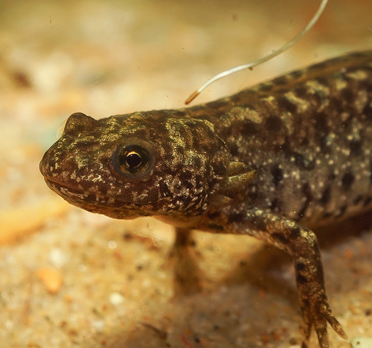 Image of Triturus macedonicus (Karaman 1922)