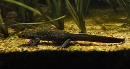 Image of Triturus ivanbureschi Arntzen & Wielstra ex Wielstra, Litvinchuk, Naumov, Tzankov & Arntzen 2013