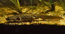 Image of Triturus ivanbureschi Arntzen & Wielstra ex Wielstra, Litvinchuk, Naumov, Tzankov & Arntzen 2013