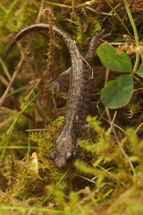 Image of Ezo Salamander