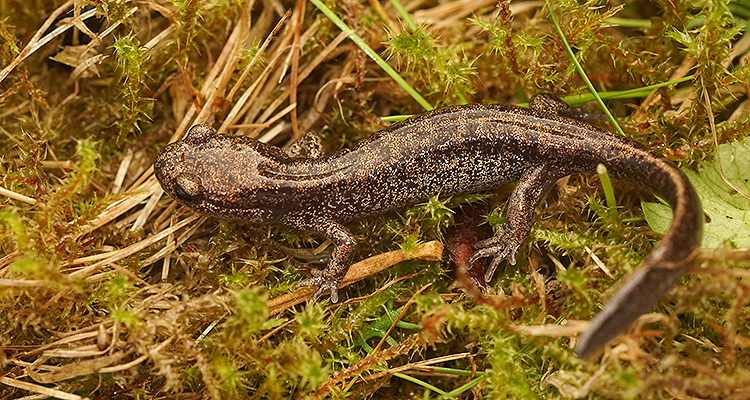 Image of Ezo Salamander