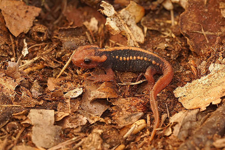 Image of Emperor newt