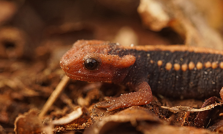 Image of Emperor newt