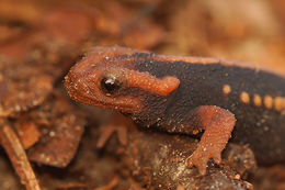 Image of Emperor newt