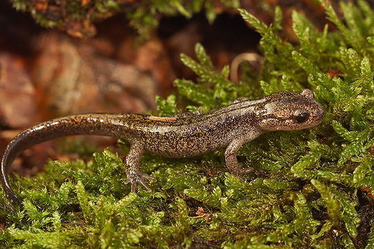 Image of Ezo Salamander