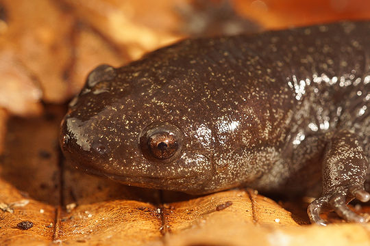 Image of Mole Salamander