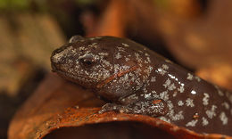 Image of Mole Salamander