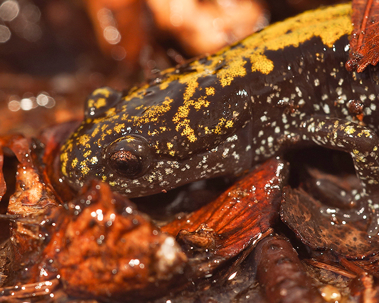 Image of long-toed salamander