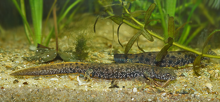 Plancia ëd Triturus dobrogicus (Kiritzescu 1903)