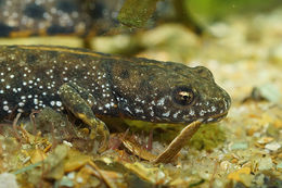 Image of Danube Crested Newt