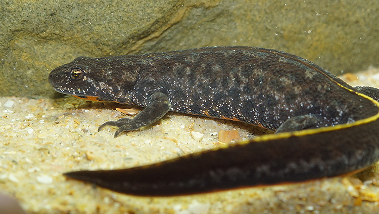 Image of Triturus ivanbureschi Arntzen & Wielstra ex Wielstra, Litvinchuk, Naumov, Tzankov & Arntzen 2013