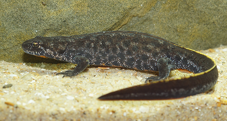 Image of Triturus ivanbureschi Arntzen & Wielstra ex Wielstra, Litvinchuk, Naumov, Tzankov & Arntzen 2013