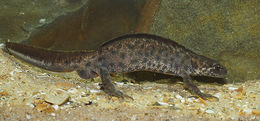 Image of Triturus ivanbureschi Arntzen & Wielstra ex Wielstra, Litvinchuk, Naumov, Tzankov & Arntzen 2013