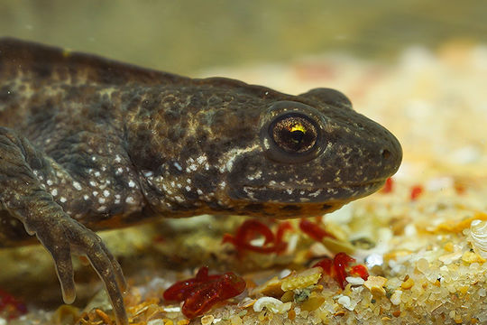 Image of Triturus ivanbureschi Arntzen & Wielstra ex Wielstra, Litvinchuk, Naumov, Tzankov & Arntzen 2013