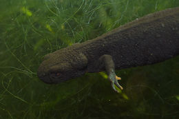 Image of Oriental Fire-bellied Newt