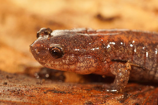 Sivun Plethodon cinereus (Green 1818) kuva