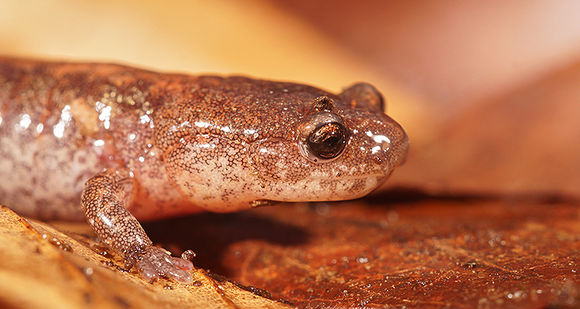 صورة Plethodon cinereus (Green 1818)