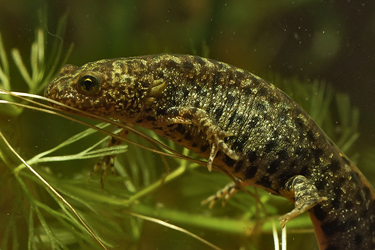 Image of Triturus macedonicus (Karaman 1922)