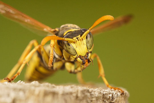 Image of European Paper Wasp