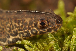 Image of Northern Banded Newt