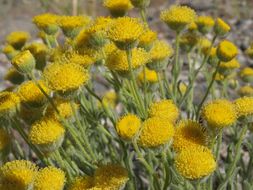 Image of <i>Erigeron <i>aphanactis</i></i> var. aphanactis