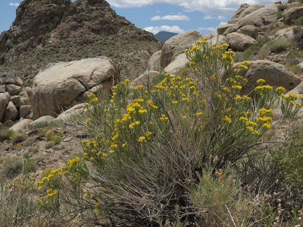 Image of littleleaf horsebrush