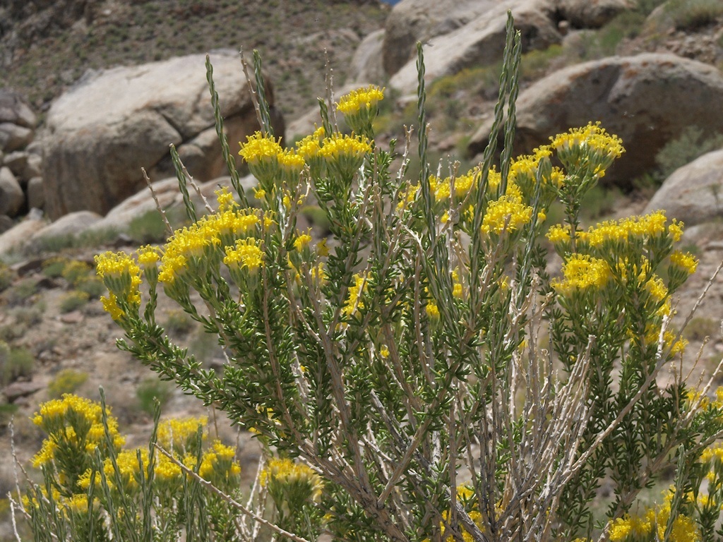 Image of littleleaf horsebrush