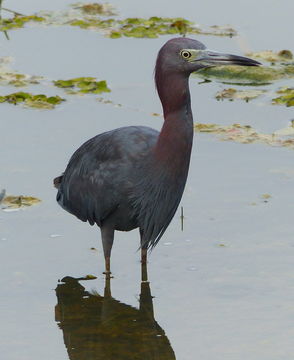 Image of Little Blue Heron