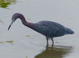 Слика од Egretta caerulea (Linnaeus 1758)