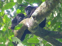 Image of Ecuadorian Mantled Howling Monkey