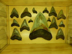 Image of Megalodon