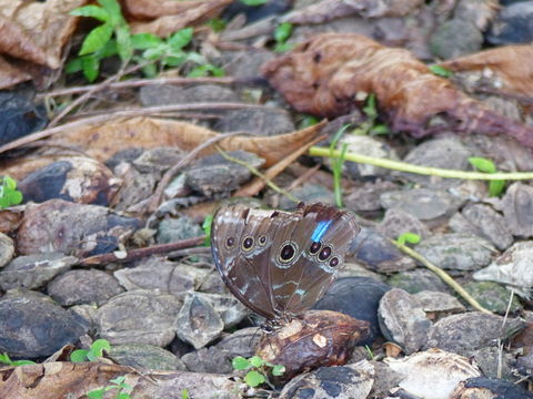 Image of Morpho helenor Cramer 1782