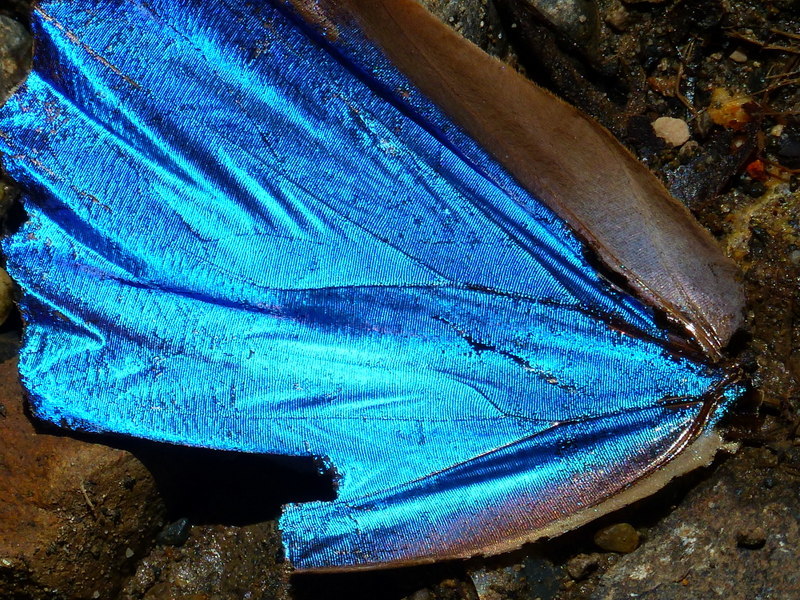 Image of Morpho