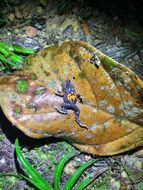 Image of Paratelmatobius cardosoi Pombal & Haddad 1999