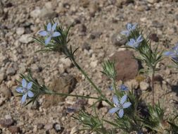 Imagem de Eriastrum wilcoxii (A. Nelson) Mason