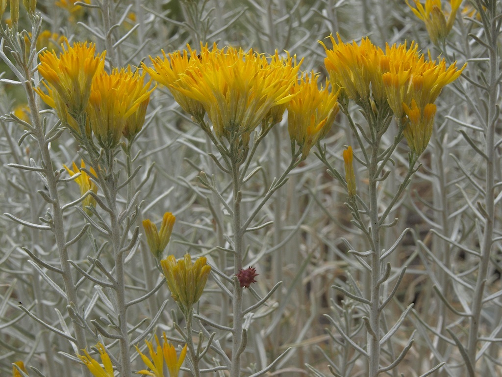 Imagem de Ericameria nauseosa var. hololeuca (A. Gray) G. L. Nesom & G. I. Baird