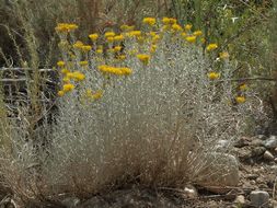 Imagem de Ericameria nauseosa var. hololeuca (A. Gray) G. L. Nesom & G. I. Baird