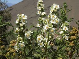 Image of desert sweet