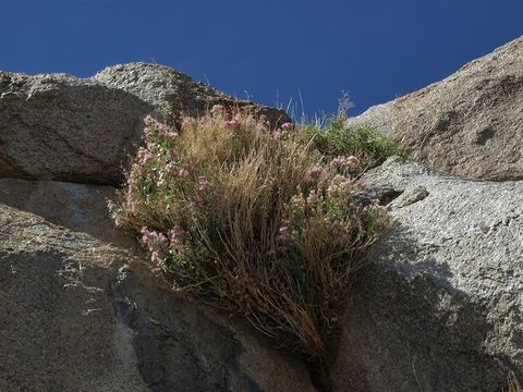 Image of western snakeroot