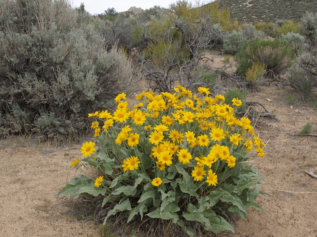 Sivun Balsamorhiza sagittata (Pursh) Nutt. kuva