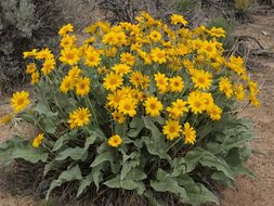 Sivun Balsamorhiza sagittata (Pursh) Nutt. kuva