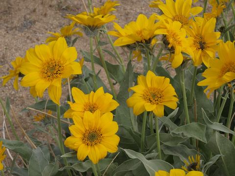 Image of arrowleaf balsamroot