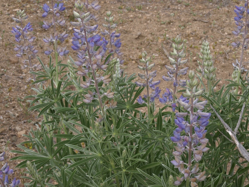 Sivun Lupinus argenteus var. heteranthus (S. Watson) Barneby kuva