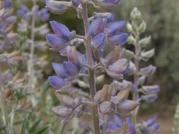 Sivun Lupinus argenteus var. heteranthus (S. Watson) Barneby kuva