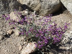 Image of Lone Pine beardtongue