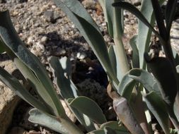 Image of Lone Pine beardtongue