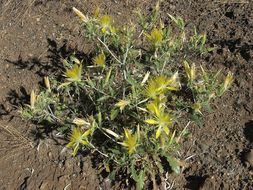 Image of giant blazing star