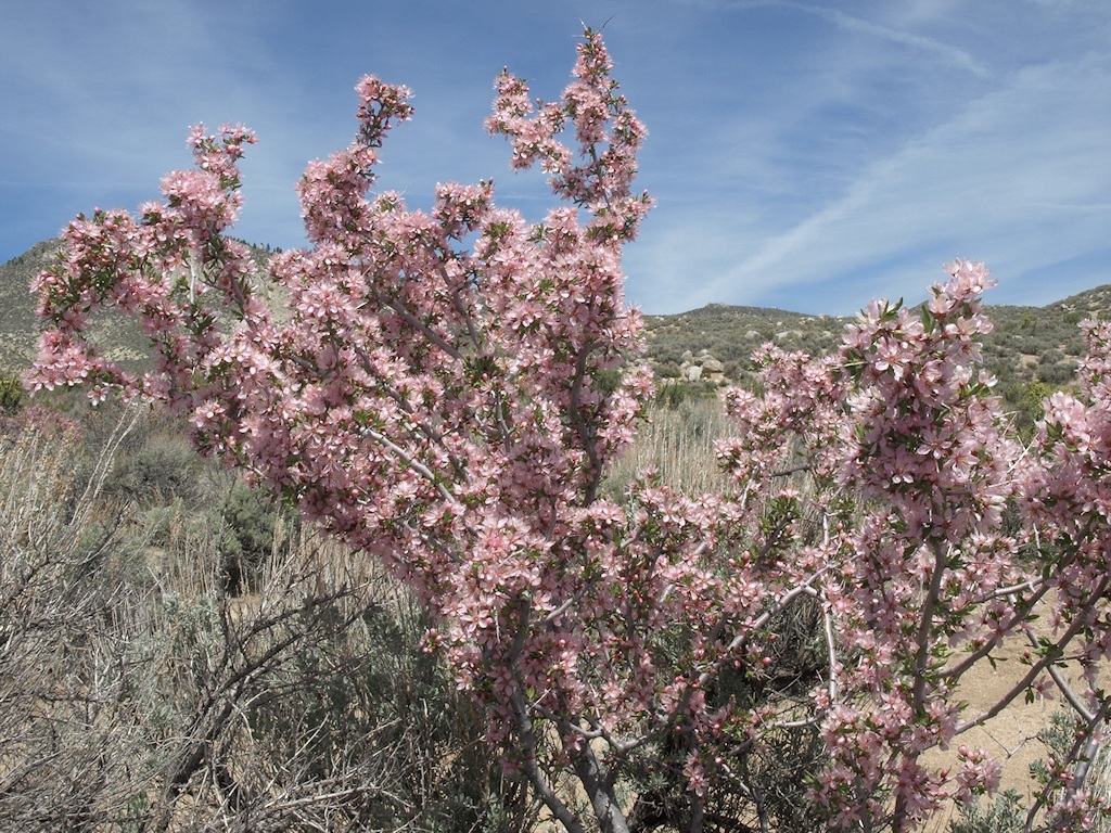 Imagem de Prunus andersonii Gray