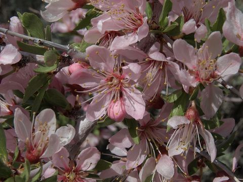 Image de Prunus andersonii Gray