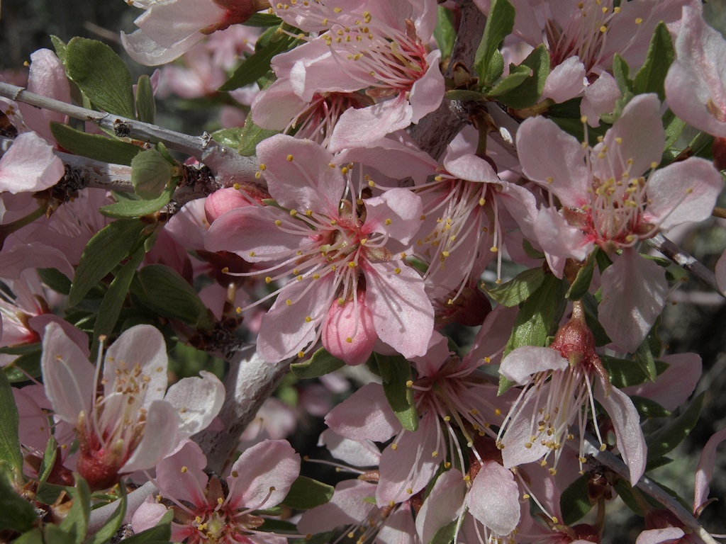 Imagem de Prunus andersonii Gray